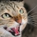 Angry hissing cat